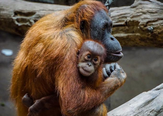 Spotkanie z orangutanami na wyspie Kalimantan